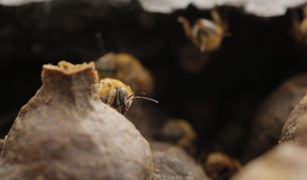 Meliponário Sampaio