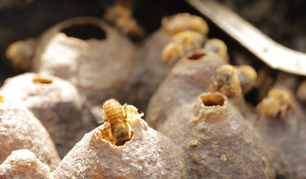 Meliponário Sampaio