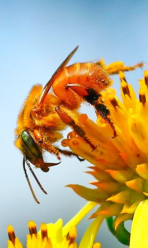 Mel de Uruçú Nordestina