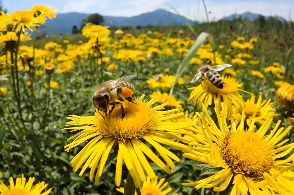 O Fascinante Mundo das Abelhas