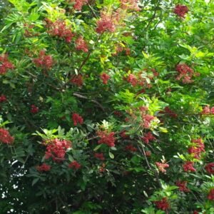 Nome: Aroeira Pimenteira Nome Cientifico: Schinus therebentifolius Recurso: Pólen, Néctar e Resina Floração: Primavera, Verão e Outono