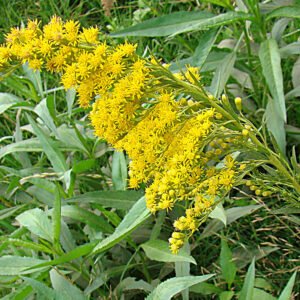 Nome: Arnica Brasileira Nome Cientifico: Solidago chilensis Recurso: Pólen e Néctar Floração: Agosto a Outubro
