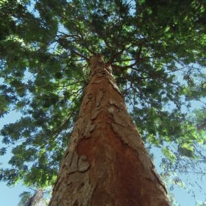 Nome: Pau Brasil Nome Cientifico: Paubrasilia echinata Recurso: Pólen e Néctar Floração: Agosto a Outubro