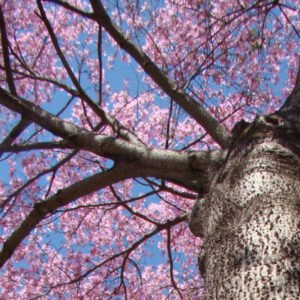 Nome: Paineira Nome Cientifico: Ceiba speciosabr> Recurso: Néctarbr> Floração: Março a Abril