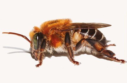 Uruçú Nordestina (1)