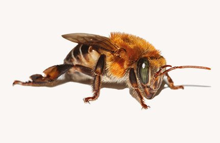 Uruçú Nordestina (2)