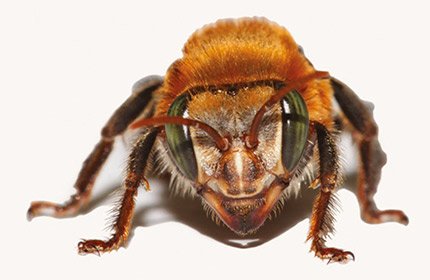 Uruçú Nordestina (3)