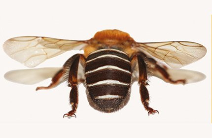 Uruçú Nordestina (4)