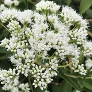 Nome: Assa Peixe Nome Cientifico: Vernonia polyanthes Recurso: Pólen e Néctar Floração: Outono e Inverno