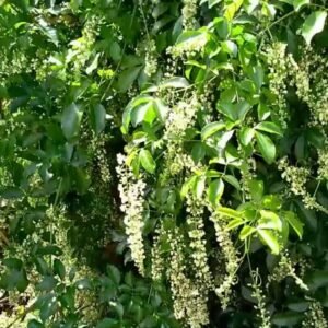 Nome: Cipó Uva Nome Cientifico: Serjania lethalis Recurso: Pólen e Néctar Floração: Inverno