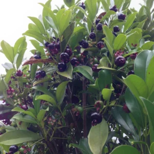 Nome: Grumixama Nome Cientifico: Eugenia brasiliensis Recurso: Pólen Floração: Setembro a Novembro