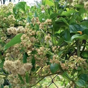 Nome: Guaco Nome Cientifico: Mikania cordifolia Recurso: Pólen e Néctar Floração: Julho a Agosto