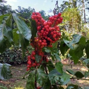 Nome: Guaraná Nome Cientifico: Paullinia cupana Recurso: Pólen e Néctar Floração: Outubro a Dezembro