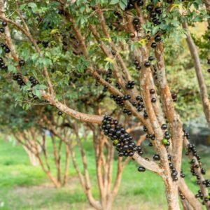 Nome: Jaboticabeira Nome Cientifico: Plinia cauliflora Recurso: Pólen Floração: Junho a Setembro