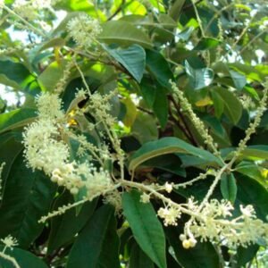 Nome: Capixingui Nome Cientifico: Croton floribundus Recurso: Pólen e Néctar Floração: Outubro a Novembro