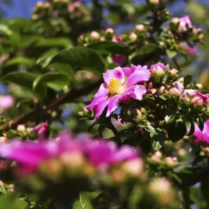 Nome: Ora Pro Nobis Rosa Nome Cientifico: Pereskia grandifolia Recurso: Pólen Floração: Ano todo