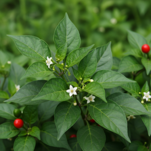 Nome: Pimenta Nome Cientifico: Capsicum spp Recurso: Pólen e Néctar Floração: Ano todo