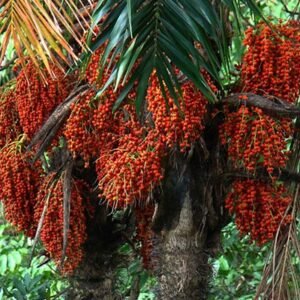 Nome: Pupunheira Nome Cientifico: Bactris gasipaes Recurso: Pólen Floração: Julho a Agosto