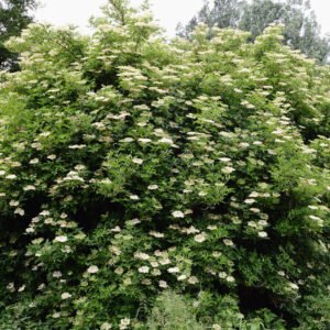 Nome: Sabugueiro Nome Cientifico: Sambucus australis Recurso: Pólen e Néctar Floração: Julho a Dezembro