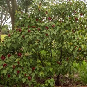 Nome: Urucum Nome Cientifico: Bixa orellana Recurso: Pólen Floração: Ano todo